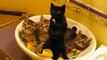 5 Crazy Funny cats 5 Şaşkın Kedi Yavrusu Komik Kedi Videoları