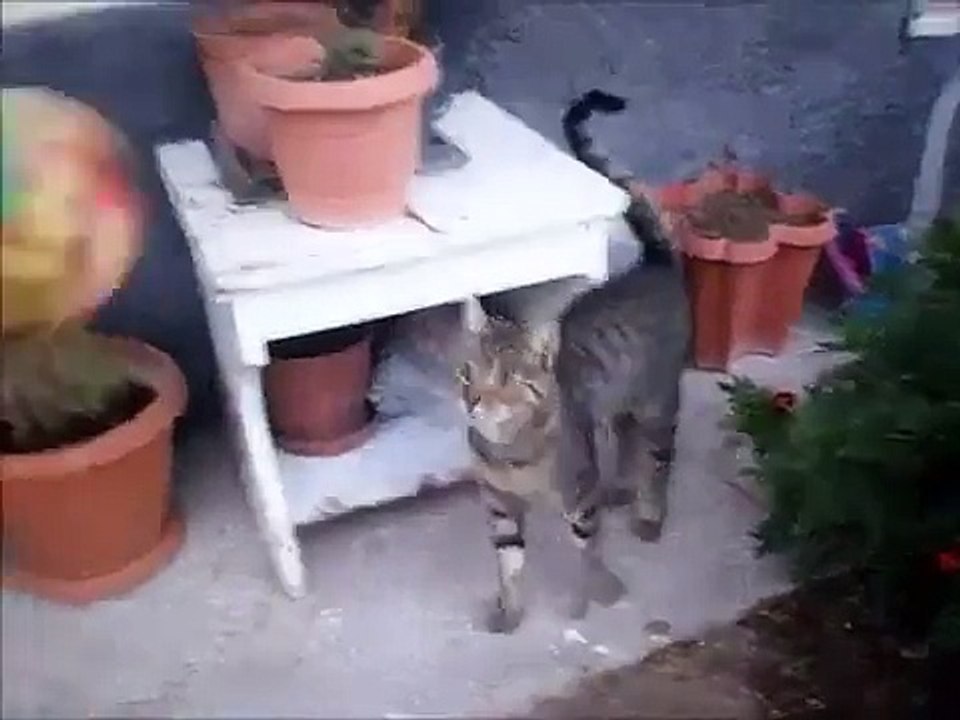Accayip Komik Kedi ! !