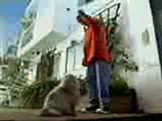 Akıllı Kedi Çok Komik