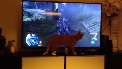 Assassin's Creed izleyen kedi Komik !