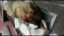 Öldüresiye Dövülen Sokak Köpeğini Ameliyat Ettirdi