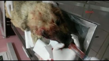 Öldüresiye Dövülen Sokak Köpeğini Ameliyat Ettirdi
