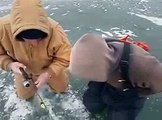 Ice fishing video of a big brown trout fighting under glare - FishingTV
