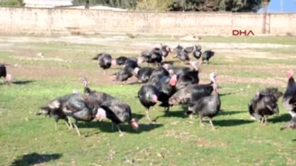 İslahiye'de Yılbaşı Hindileri Satışa Çıktı