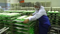 VIDEO. Top des entreprises Deux-Sèvres 2014 : coopérative laitière de la Sèvre à Celles-sur-Belle