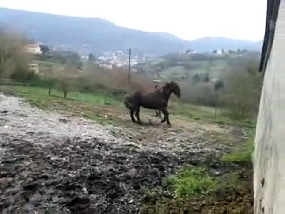 Spectacle façon Paddock