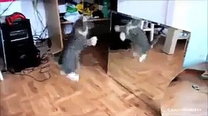 Animals Can Be Really Clever But Sometimes