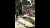 Une lionne attaque un homme au zoo de Barcelone !