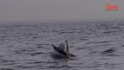 Flying Shark- Great White Breaches Off South Africa's Coast
