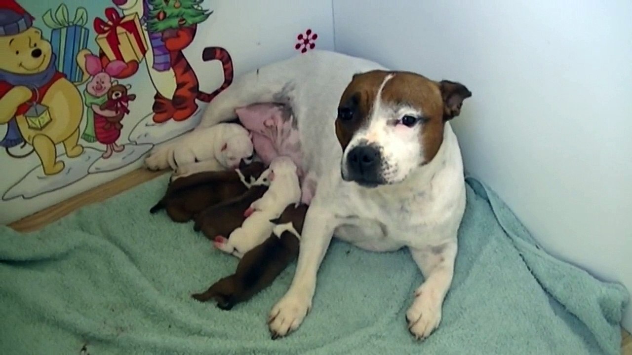 1ère vidéo de chiot staffie de la 18ème portée de Staffordland