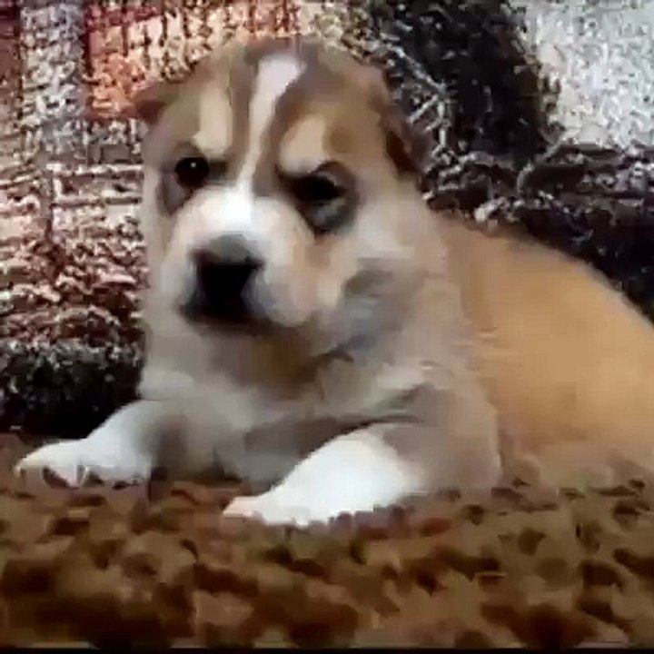 Husky Learning to howl