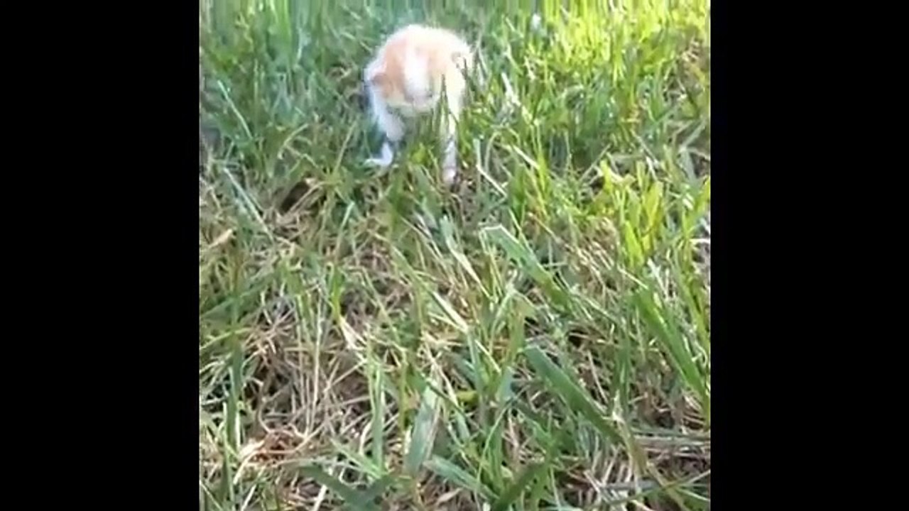 Cutest Pet and Animal Vines - Part Three of The Greatest Compilation of cats, dogs and animals!