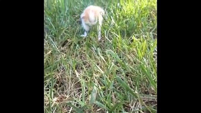 Cutest Pet and Animal Vines - Part Three of The Greatest Compilation of cats, dogs and animals!