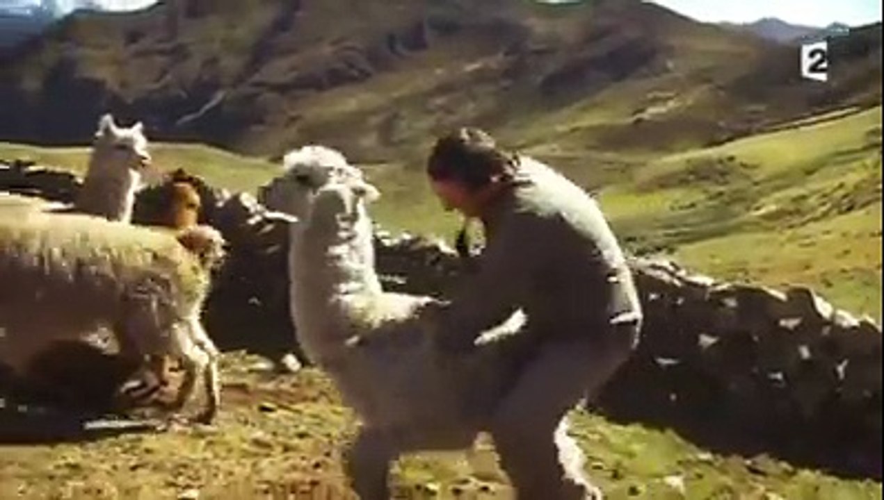 Arthur se fait cracher à la figure par un lama