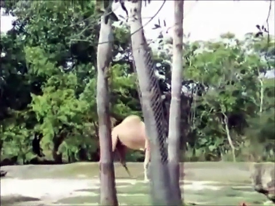 FUNNY VINES COMPILATION - NEW FUNNY ANIMAL VINES AND CLIPS