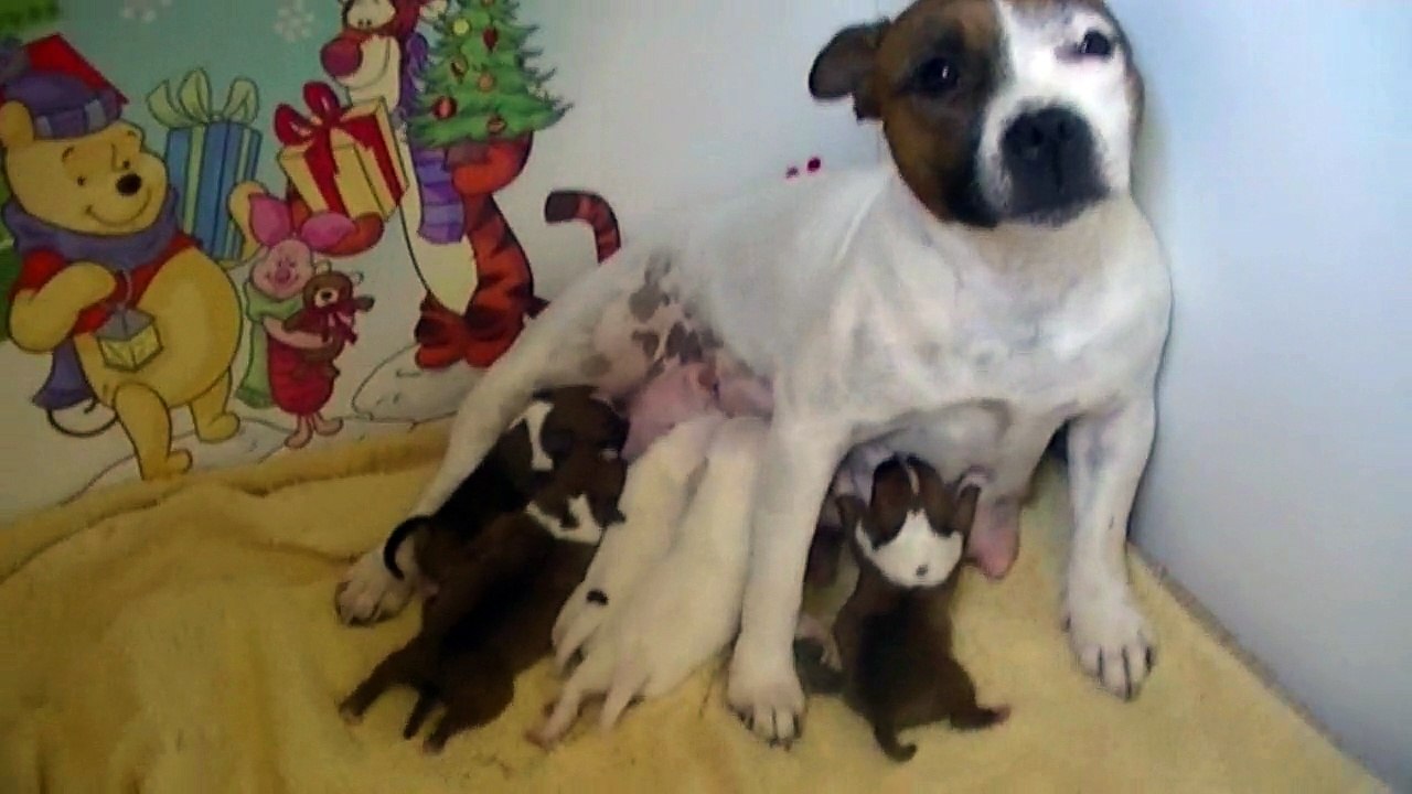 3ème vidéo de chiot staffie de la 18ème portée de Staffordland