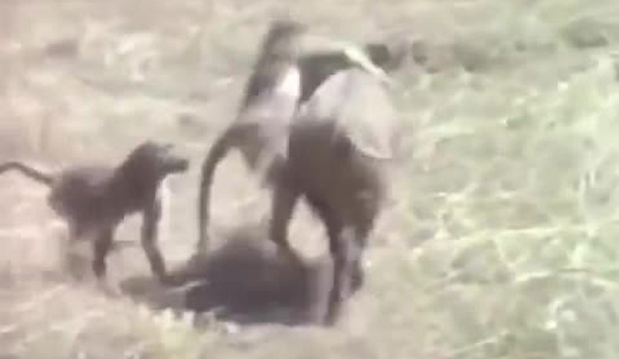 Singes chasseurs de sangliers