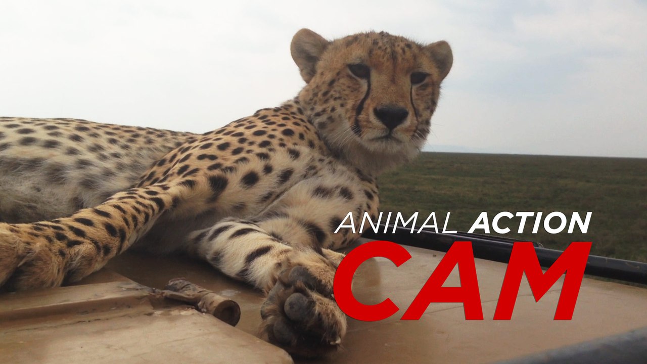 Car-climbing cheetahs use film vehicle as a vantage point