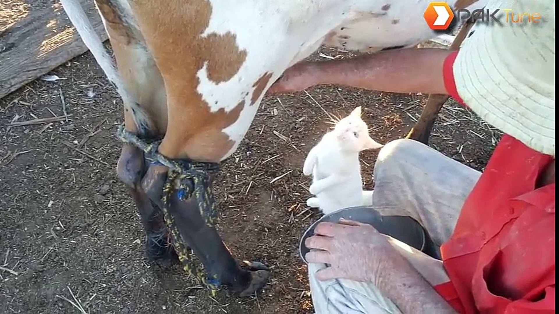 ⁣White Cute Little Pet Cat Making Fun with Cow!!!