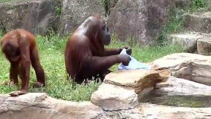 Orang-outan et sa serviette