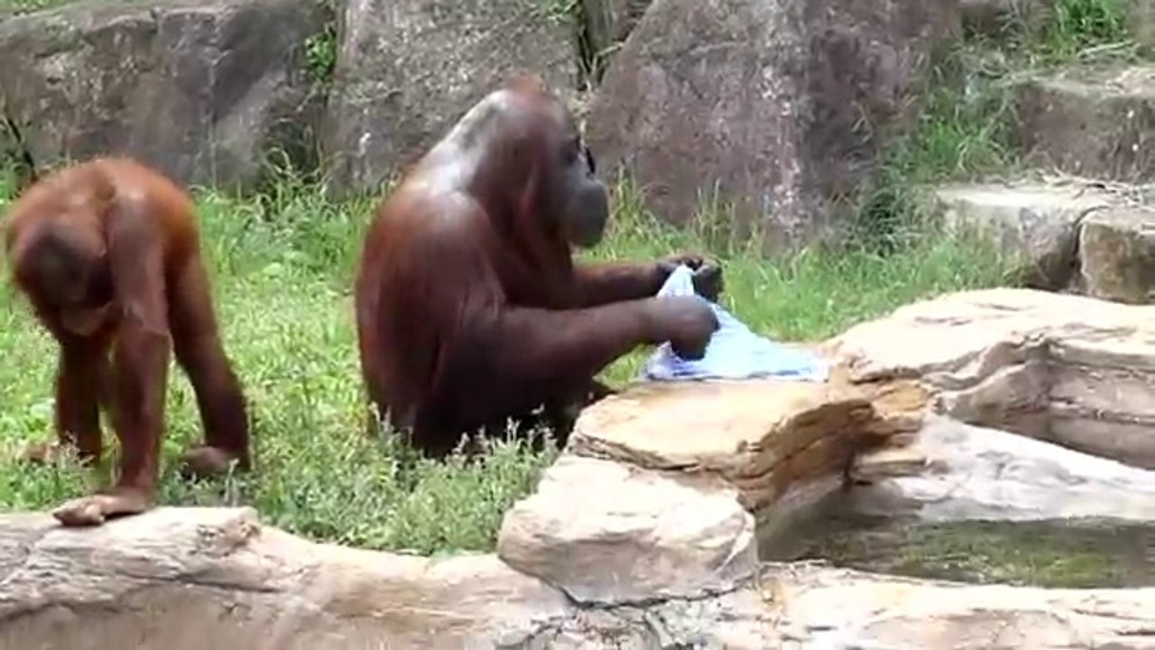 Orang-outan et sa serviette