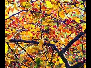 100 Surah Al-Adiyat  With Kanzul Iman Urdu Translation [240p]