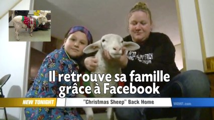 Un mouton retrouve sa famille grâce à Facebook