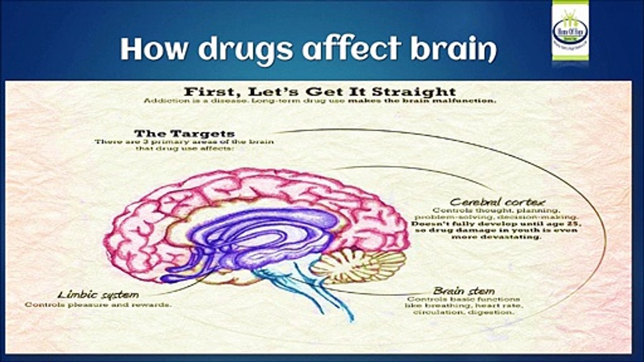 how_drugs affect the brain