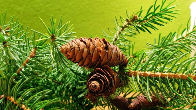 Gdy daleko - Polskie Kolędy