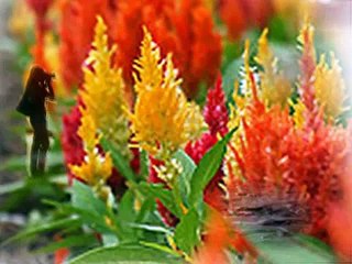 ايها الرب اله القوات