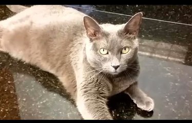 Un chat survit 36 jours dans un carton sans eau ni nourriture