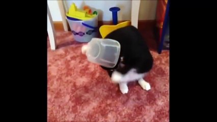pet and animal vine compilation 2014 - funny animals