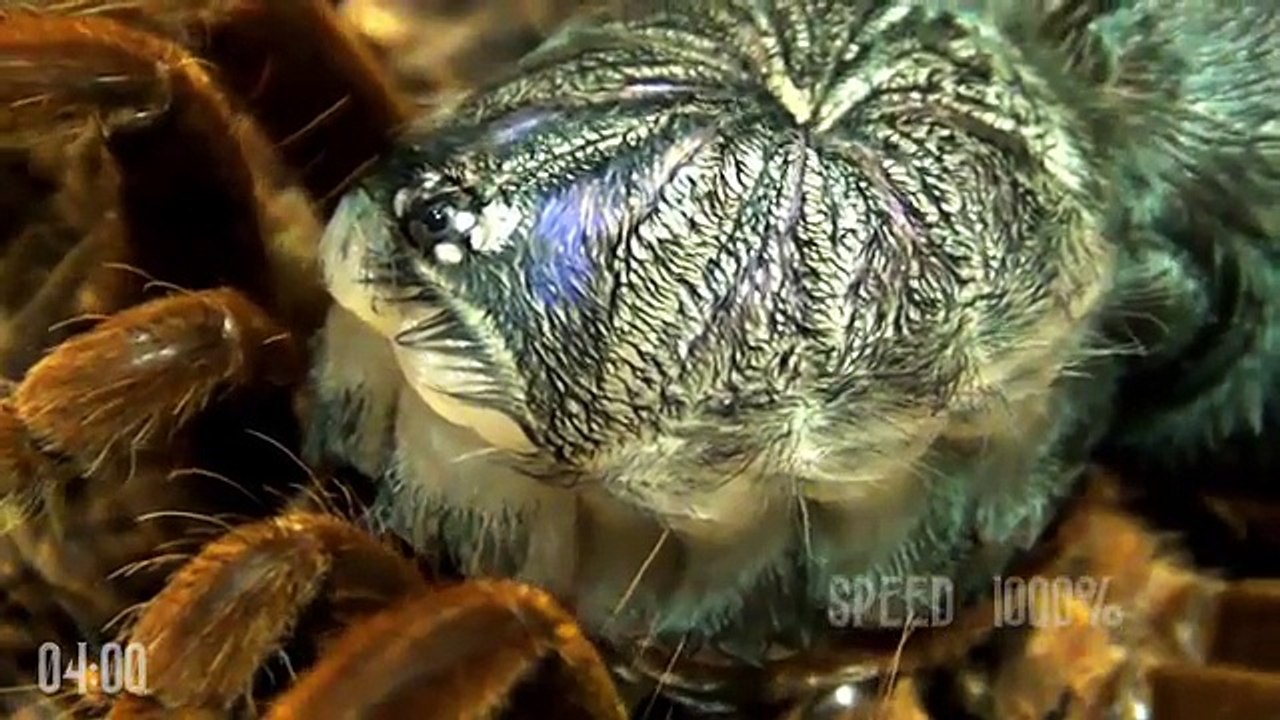 Timelapse de la mue d'une mygale