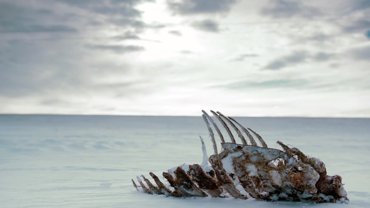Fargo - Carcass