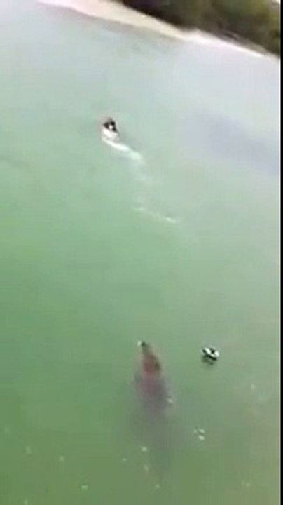 Un crocodile poursuit un nageur au Mexique
