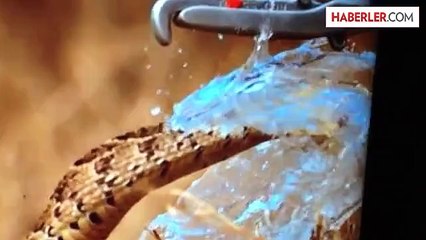 Ağır Çekimde Yılanın Saldırma Anı