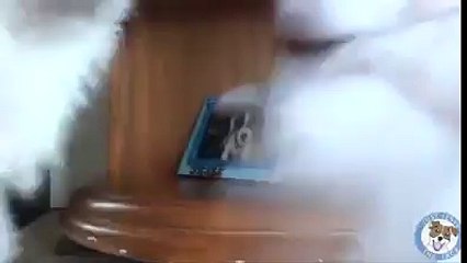 Comment j'ai élever mon chien pour glander toute la journée