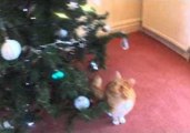 Ginger Tabby Loves the Christmas Tree