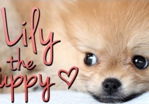 Lily the Puppy Brings Joy to All She Meets