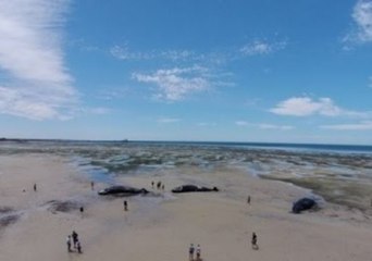 Drone Footage Shows Sperm Whales Stranded on Australian Beach