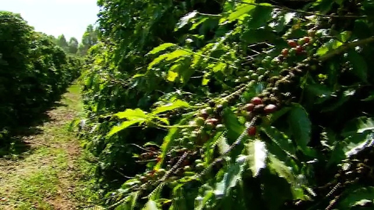 Valorização do café tipo arábica anima produtores do Sul de MG