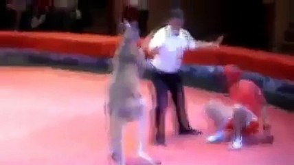 Boxing Man vs Kangaroo - I suppose its inhuman