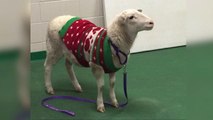 Sheep Found Wandering Streets in Christmas Sweater Reunited With Family