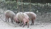 Lovely Pig
