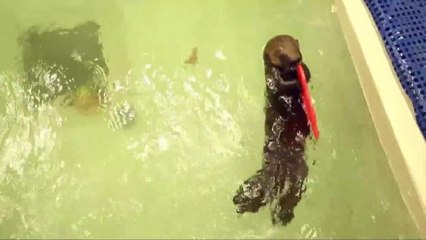 Shedd Aquarium Baby Sea Otter Growing, Gets New Name