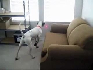 Un chien fou avec un laser