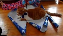 Faire un paquet cadeau avec son chat