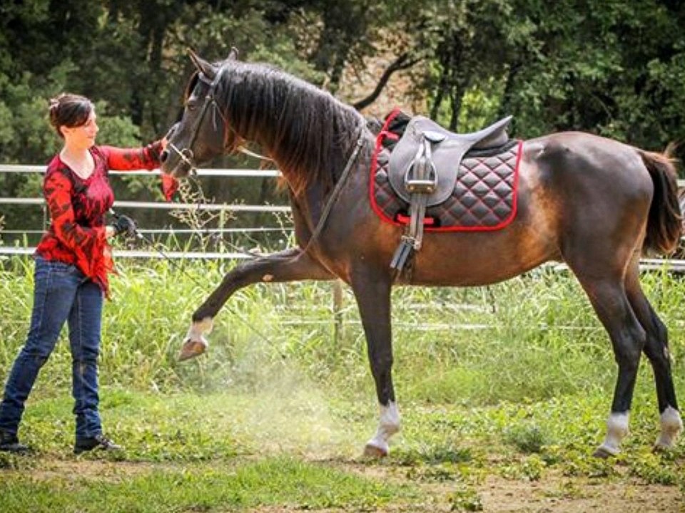 CW RIH BLACK ARABIAN STALLION FOR WORLD PRODUCTION