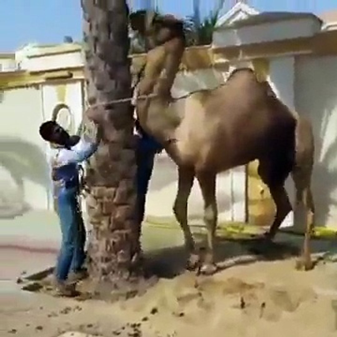 qurbani camel