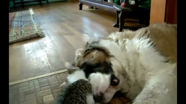 En Komik Kedi Videoları - 25 Dakika | Funny Cats Fail Compilation